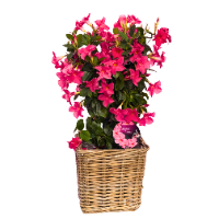 Sundaville roze klein